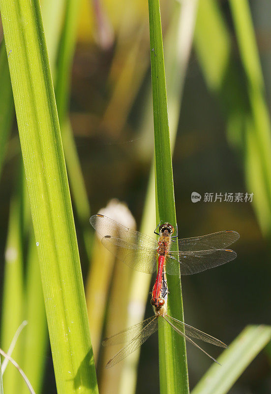 红箭蜻蜓(Sympetrum sanguineum)交配